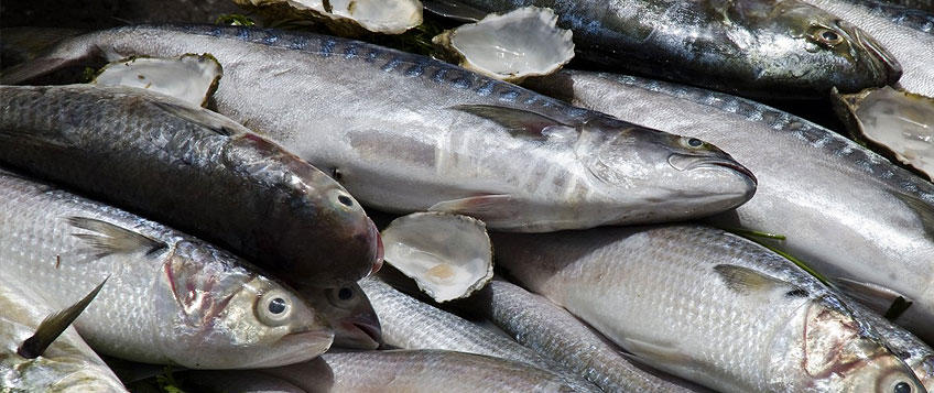 冻鱼进口流程和手续？