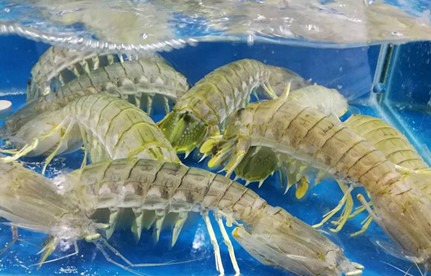 海鲜怎么进口报关？有哪些当苦衷项？